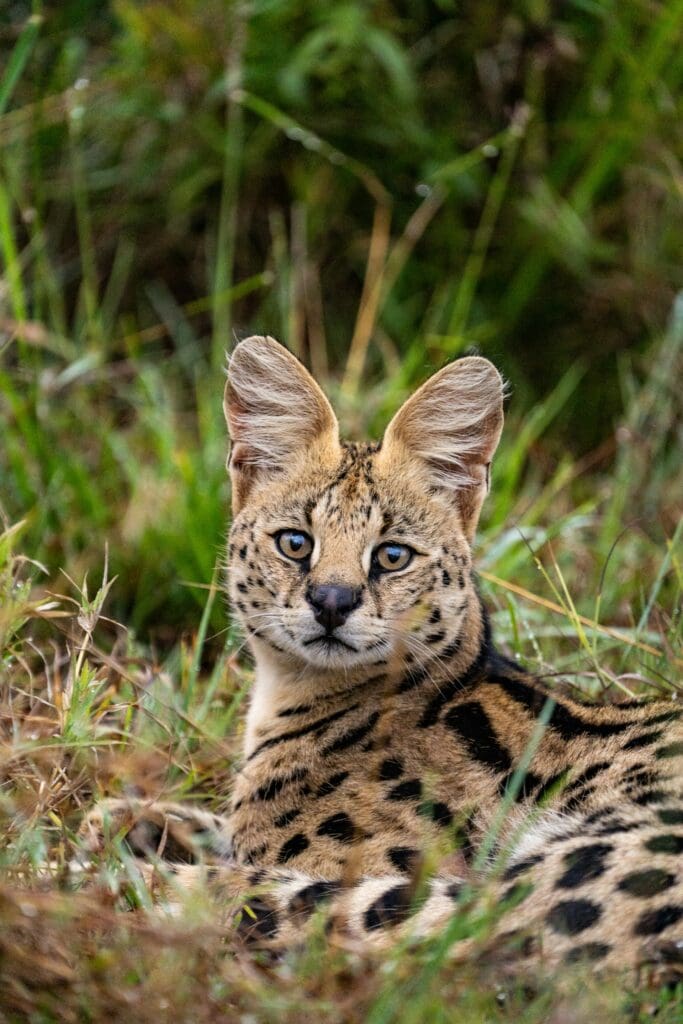 Serval auf Safari gesichtet