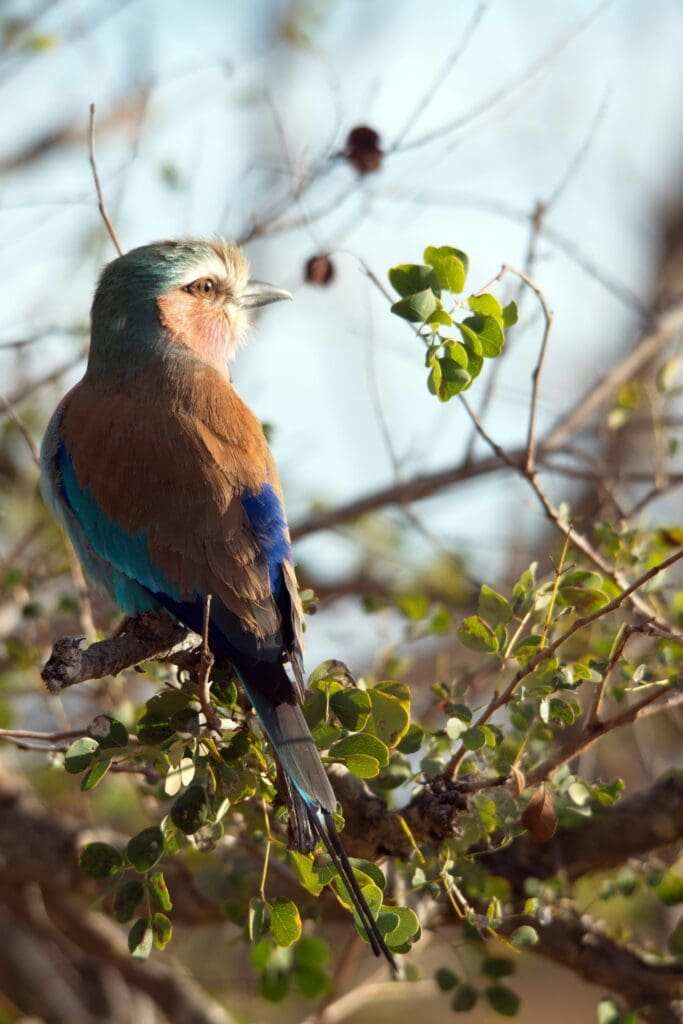 Spring Birds Seen on a Seasonal Safari