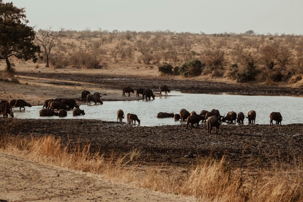 Wintersaisonale Safaris im Krügerpark