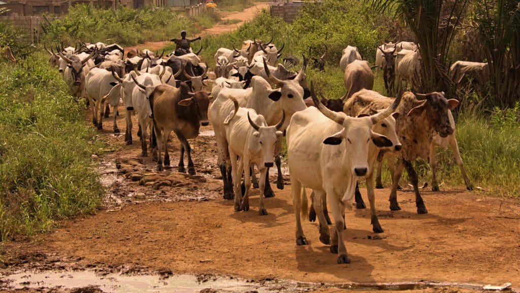 Cattle is a Part of African Culture