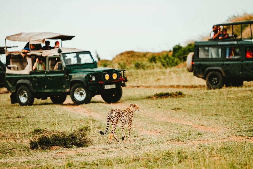 Überfüllte Safari-Sichtung