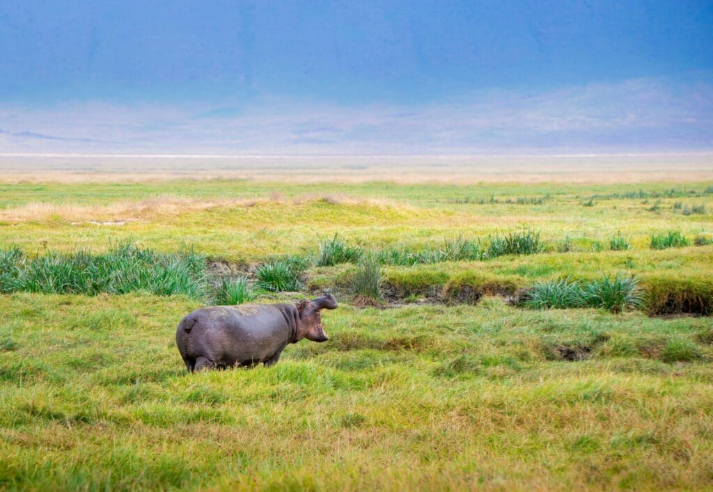 Hippos in Zambia