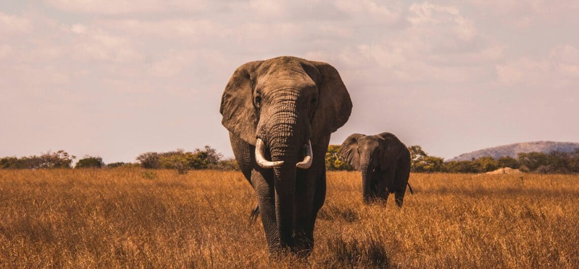 Wie sicher ist eine afrikanische Safari? Was jeder Reisende wissen sollte 1 Wie sicher ist eine afrikanische Safari