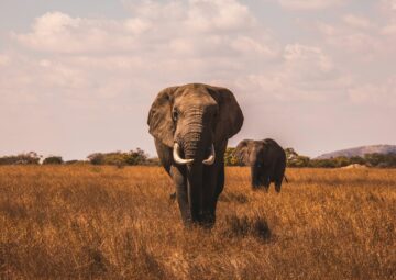 How Safe is an African Safari