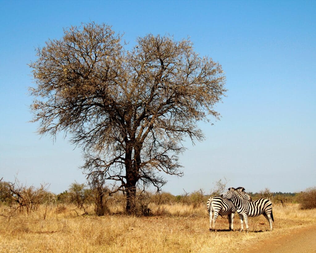 How To Take Photos in the Kruger