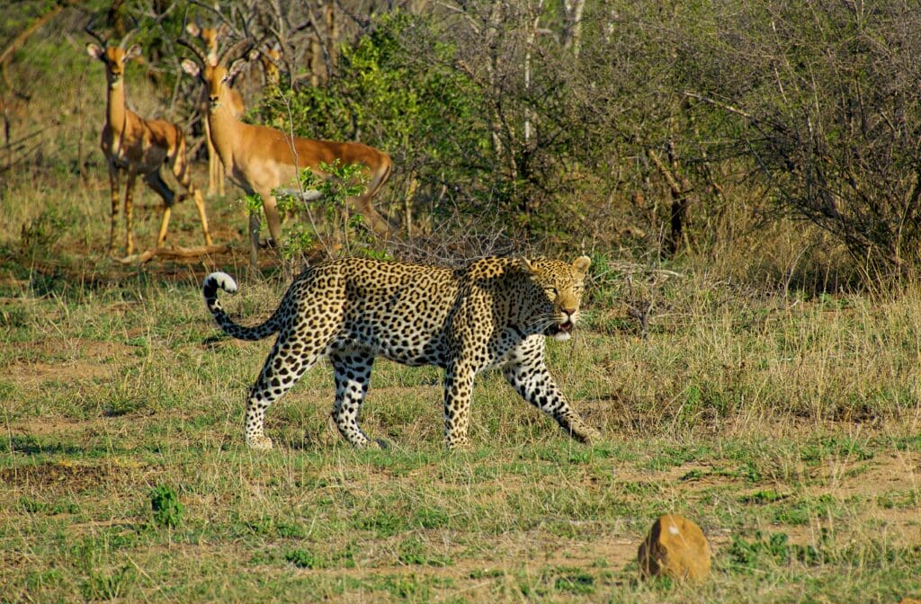 Kruger Park Photography Tips