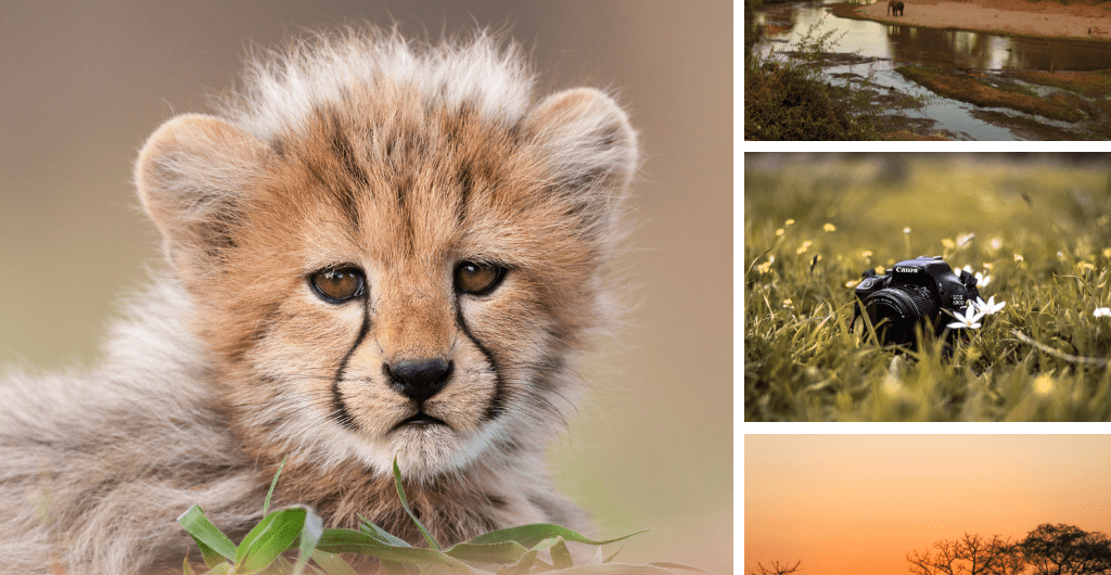 Kruger Photography