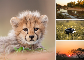 Kruger Photography