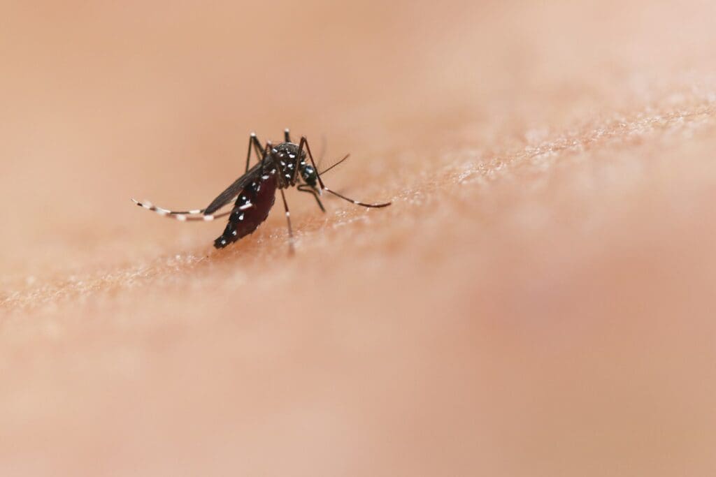 Wie sicher ist eine afrikanische Safari? Was jeder Reisende wissen sollte 6 Malaria-Prävention
