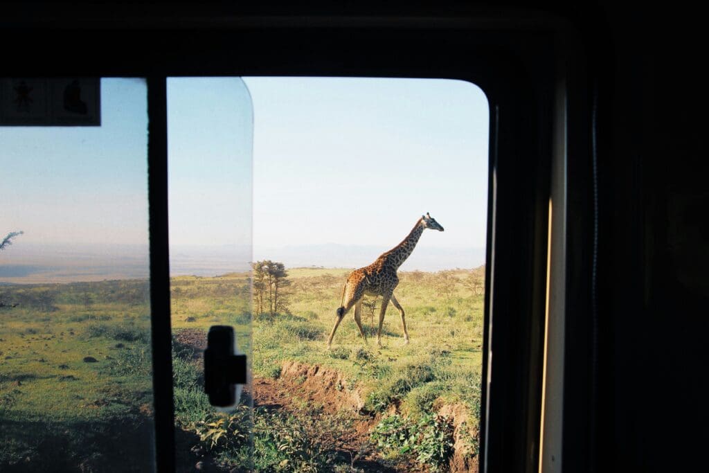 Safari Sightings