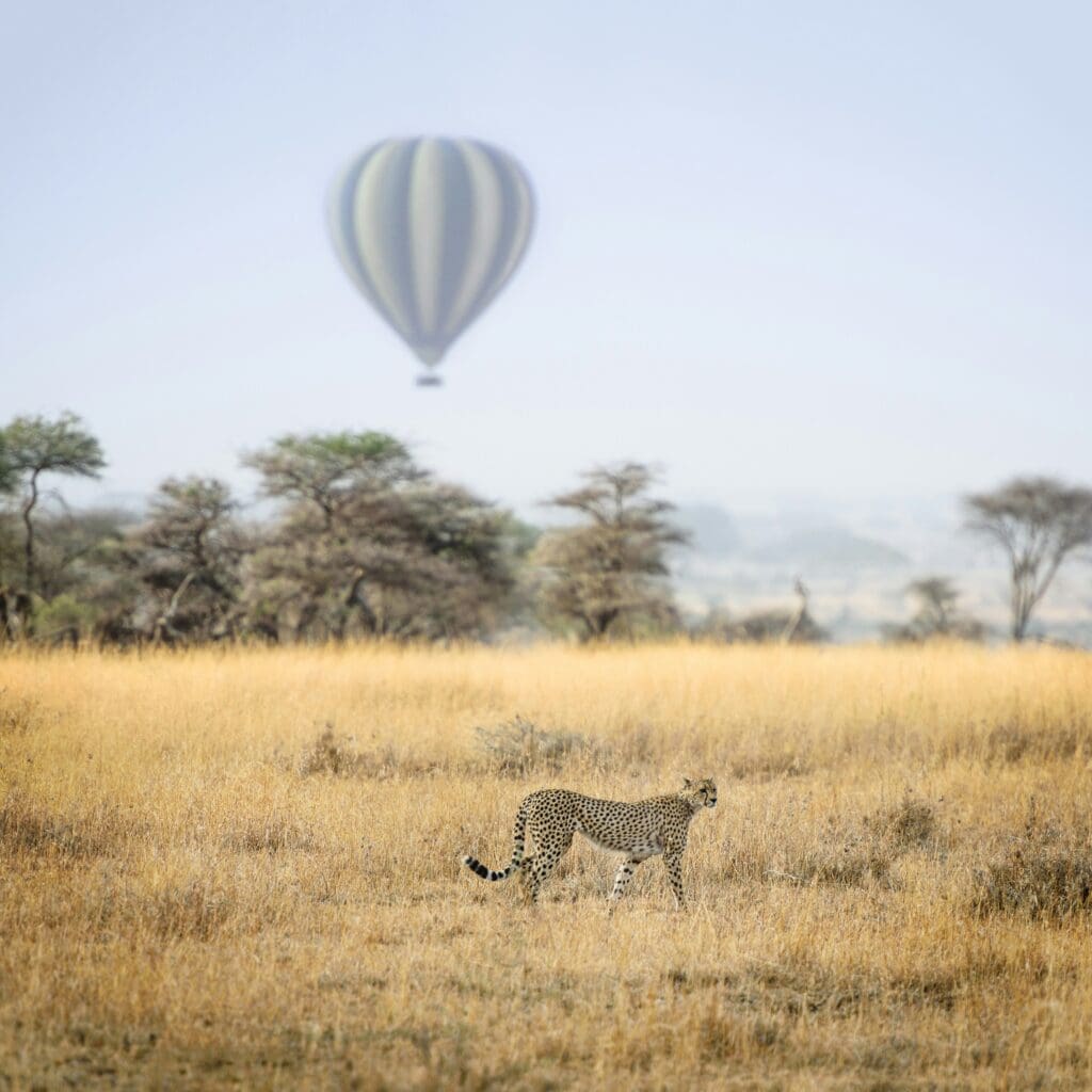 Top Luxury Safari Lodges in South Africa for 2025