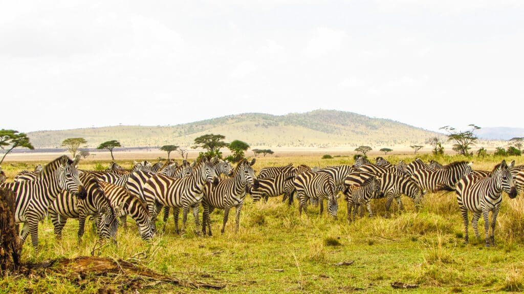Zebras Seen on Safari