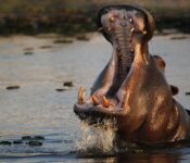 Hippo in River
