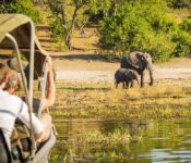 Elephants on Safari