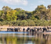 Elephant Herd by the water