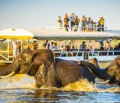 Cruise Safari