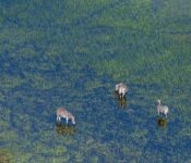 Group of zebras