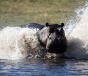 Hippo in water at Chobe