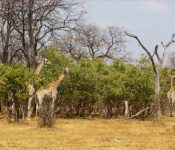 Group of Giraffes