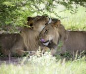Two Lions under a bush