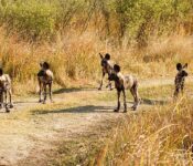 Group of Wild Dogs