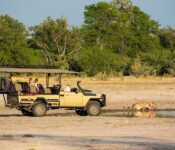 Lion sighting at Game Drive