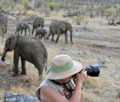 Photo Safari with Elephants