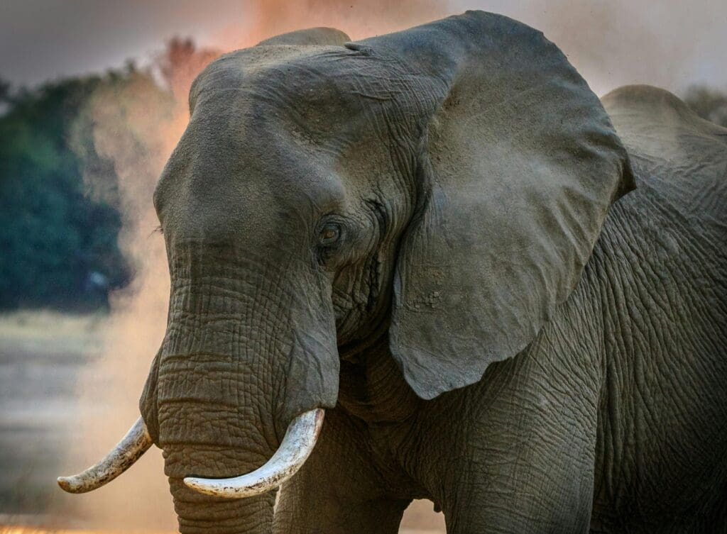Private Safari-Konzessionen in Afrika
