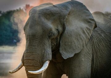 Private Safari Concessions in Africa