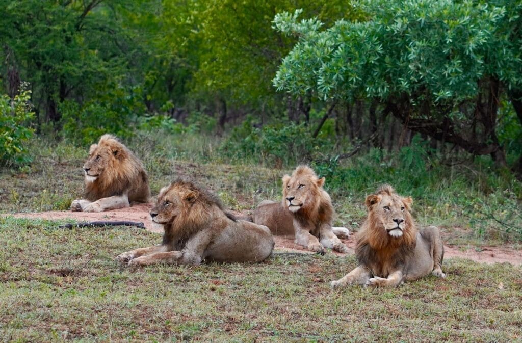 7 Wildly Good Reasons to Pick a Private Safari Concession for Your Holiday 7 Wildly Good Reasons to Pick a Private Safari Concession for Your Holiday