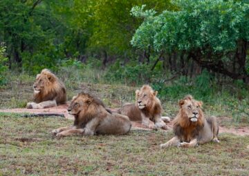 7 Wildly Good Reasons to Pick a Private Safari Concession for Your Holiday