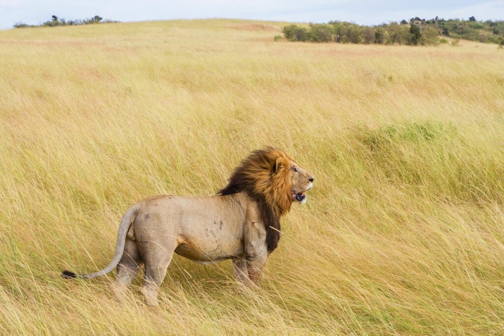 A Lion in Africa