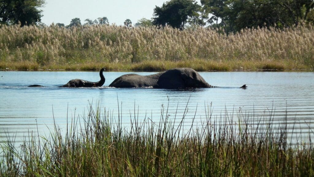Botswana Afrikanische Safari