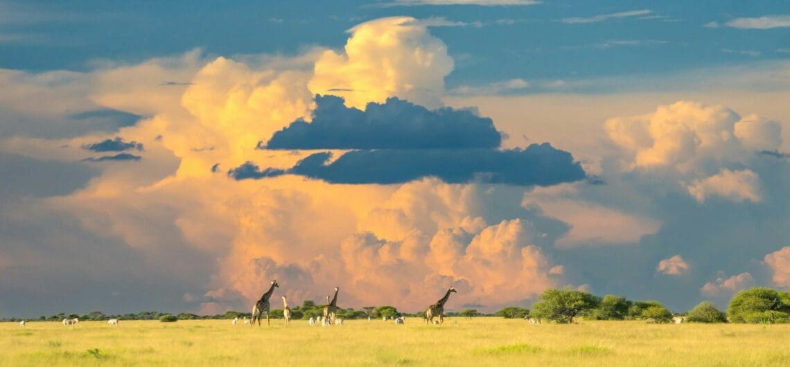 Botswana African Safari
