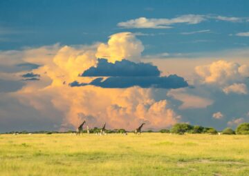 Botswana African Safari