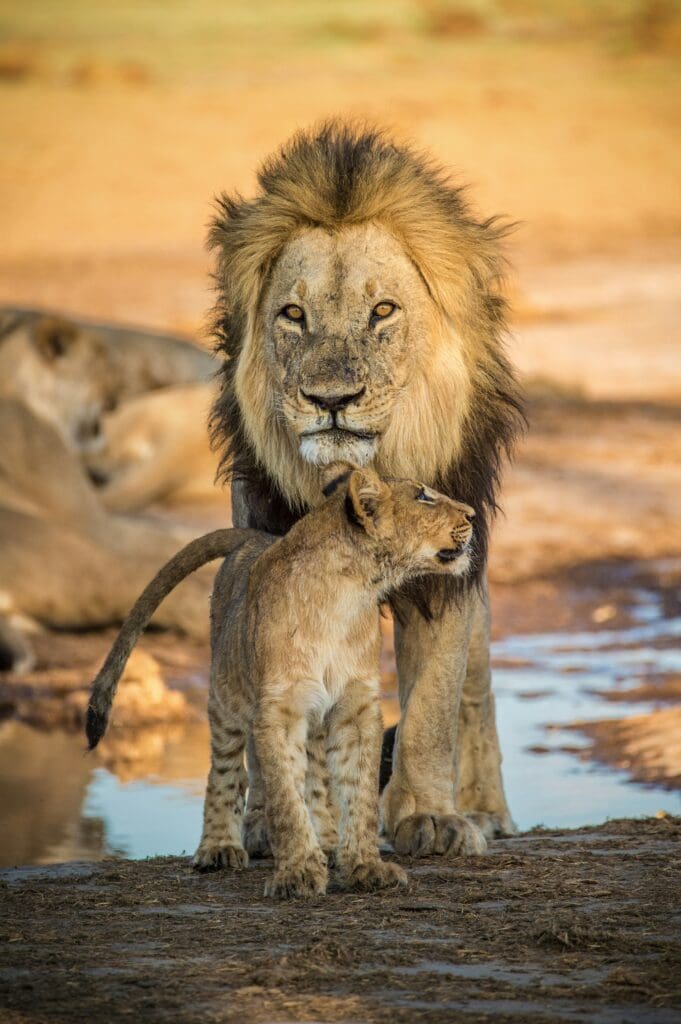 Löwen auf einer afrikanischen Safari in Botswana gesehen