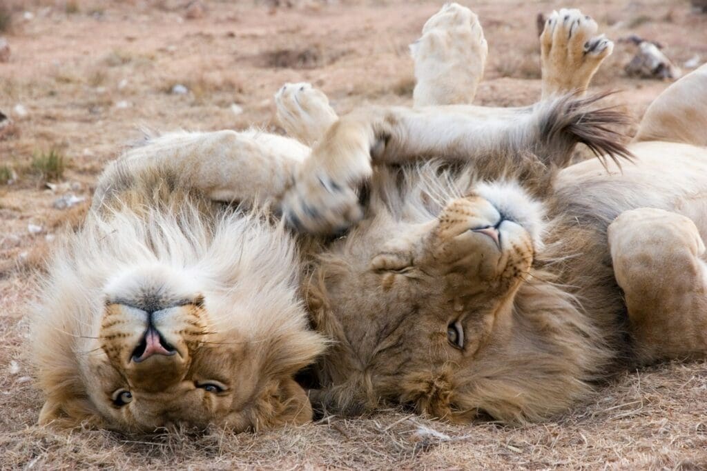 Safari Hochzeiten Wildtier-Sichtungen