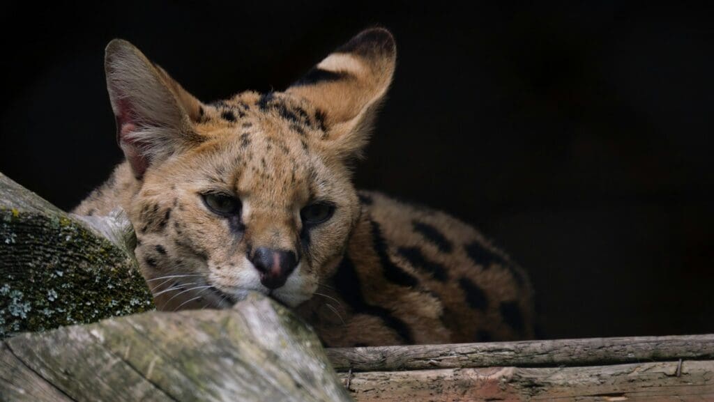 Ein Serval