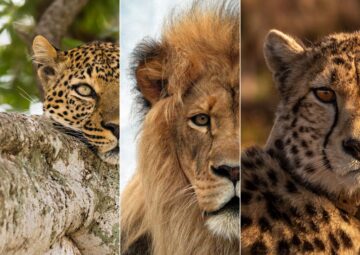 Big Cat Safaris