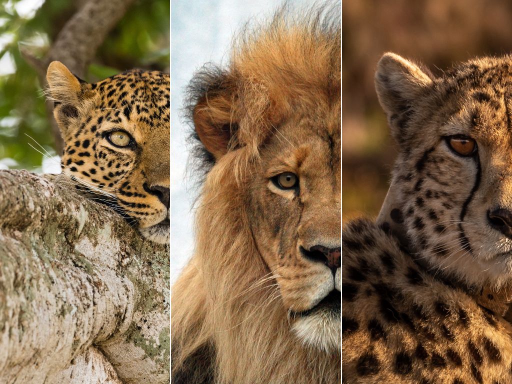 Großkatzen-Safaris