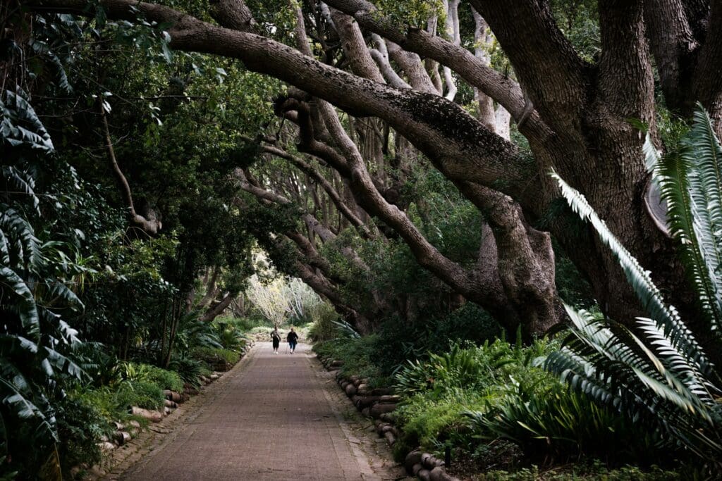 Kirstenbosch National Botanical Garden