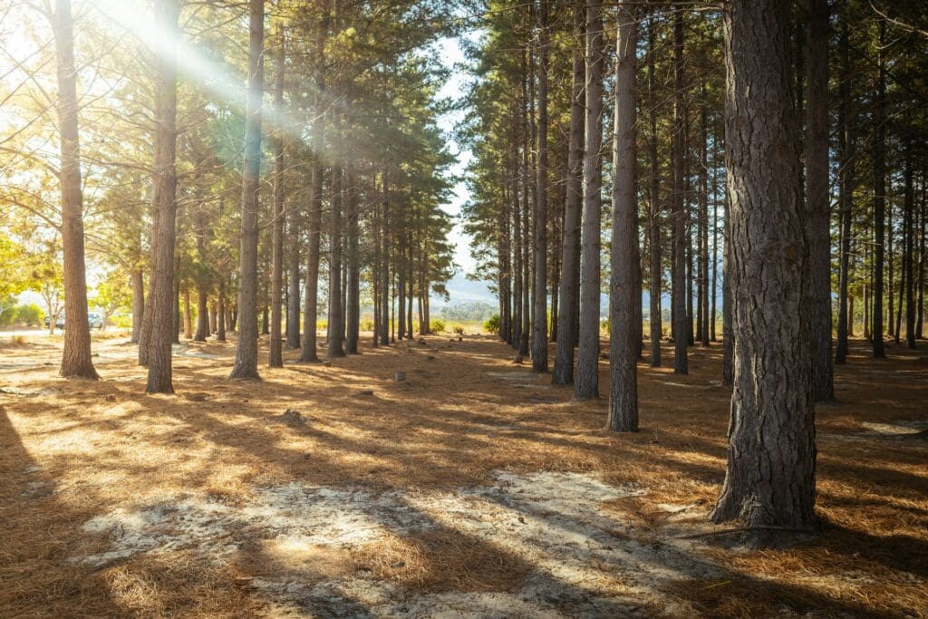 Tokai Forest