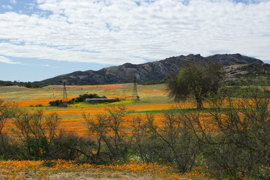 Western Cape Wildblumen