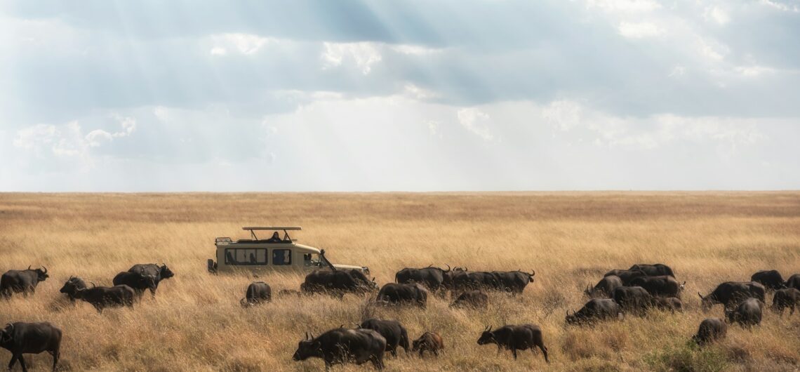 African Safari in Focus