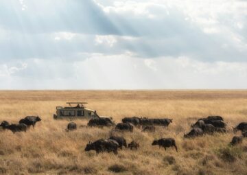 African Safari in Focus