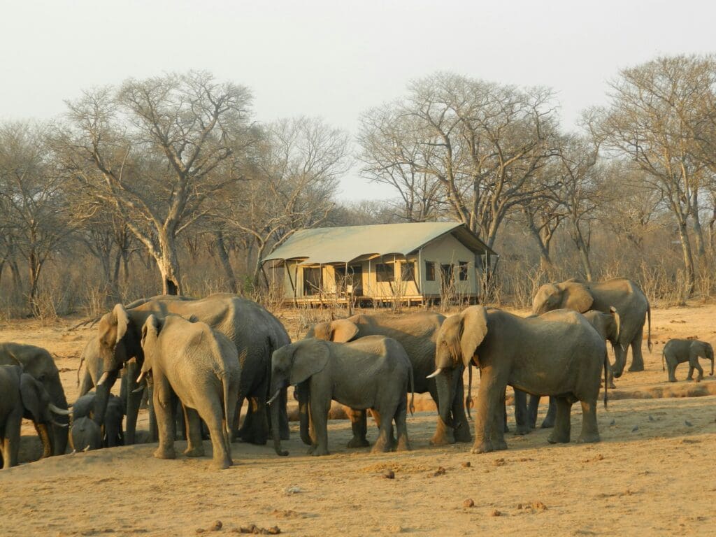 A Group of Elephants in Zimbabwe