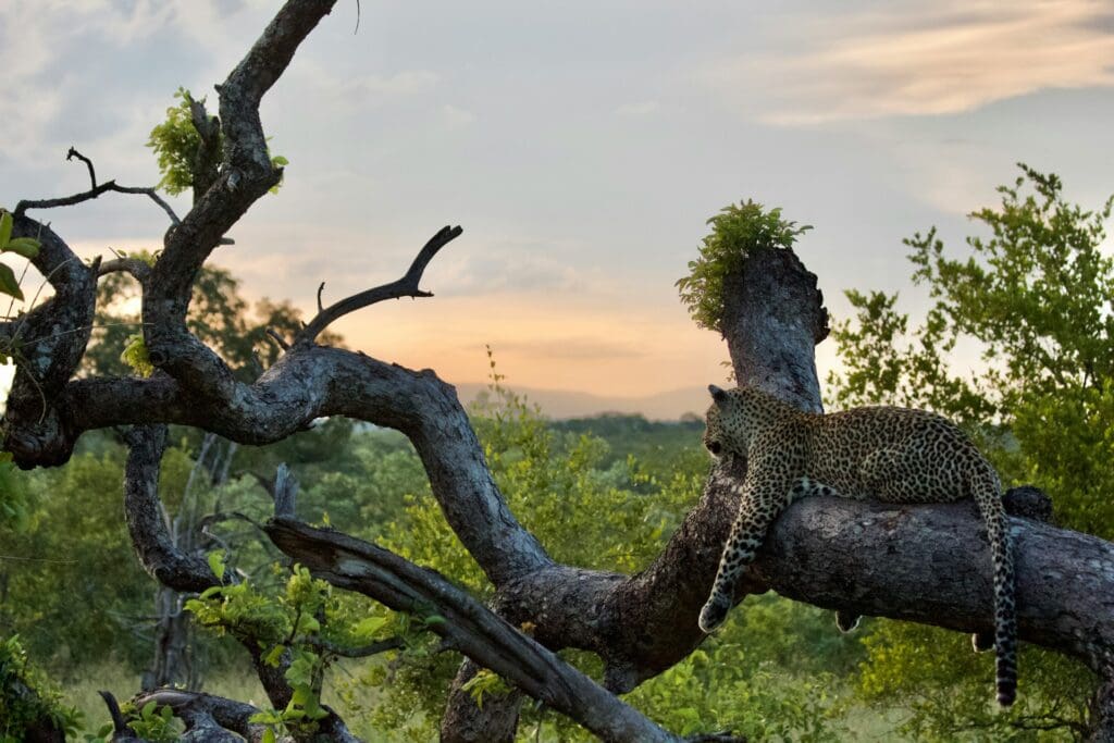 Leopard in Sabi Sands