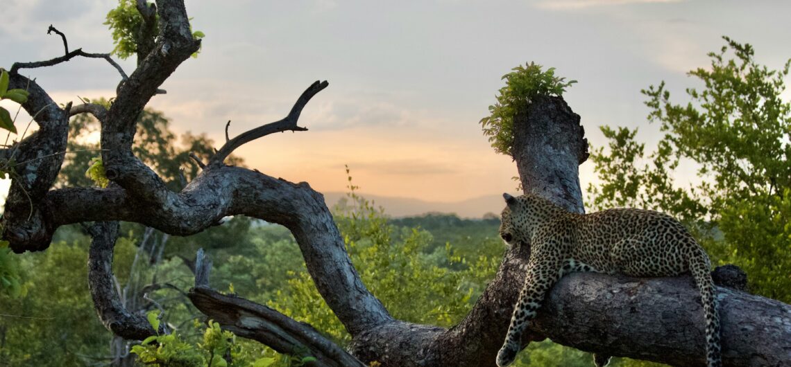 Private Safari in Südafrika: Warum es der ultimative Luxus ist 1 Leopard in Sabi Sands