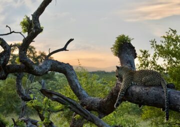 Leopard in Sabi Sands