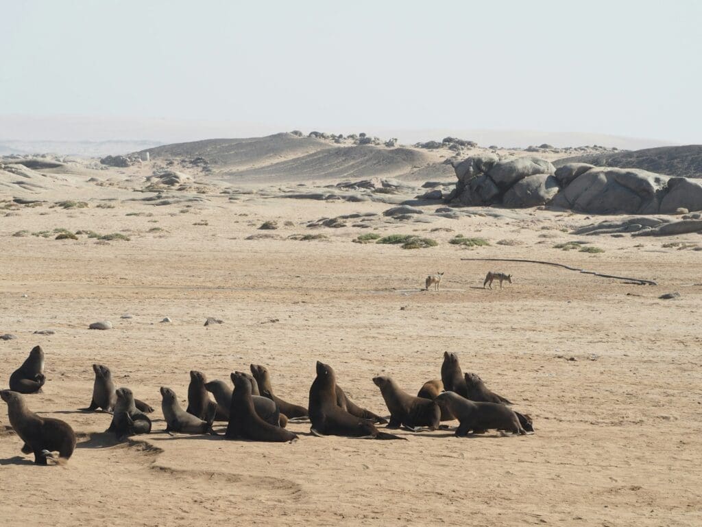 Seals on the Skeleton Coast
